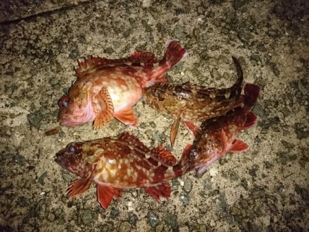 風が強い日は手堅くガシラ狙い